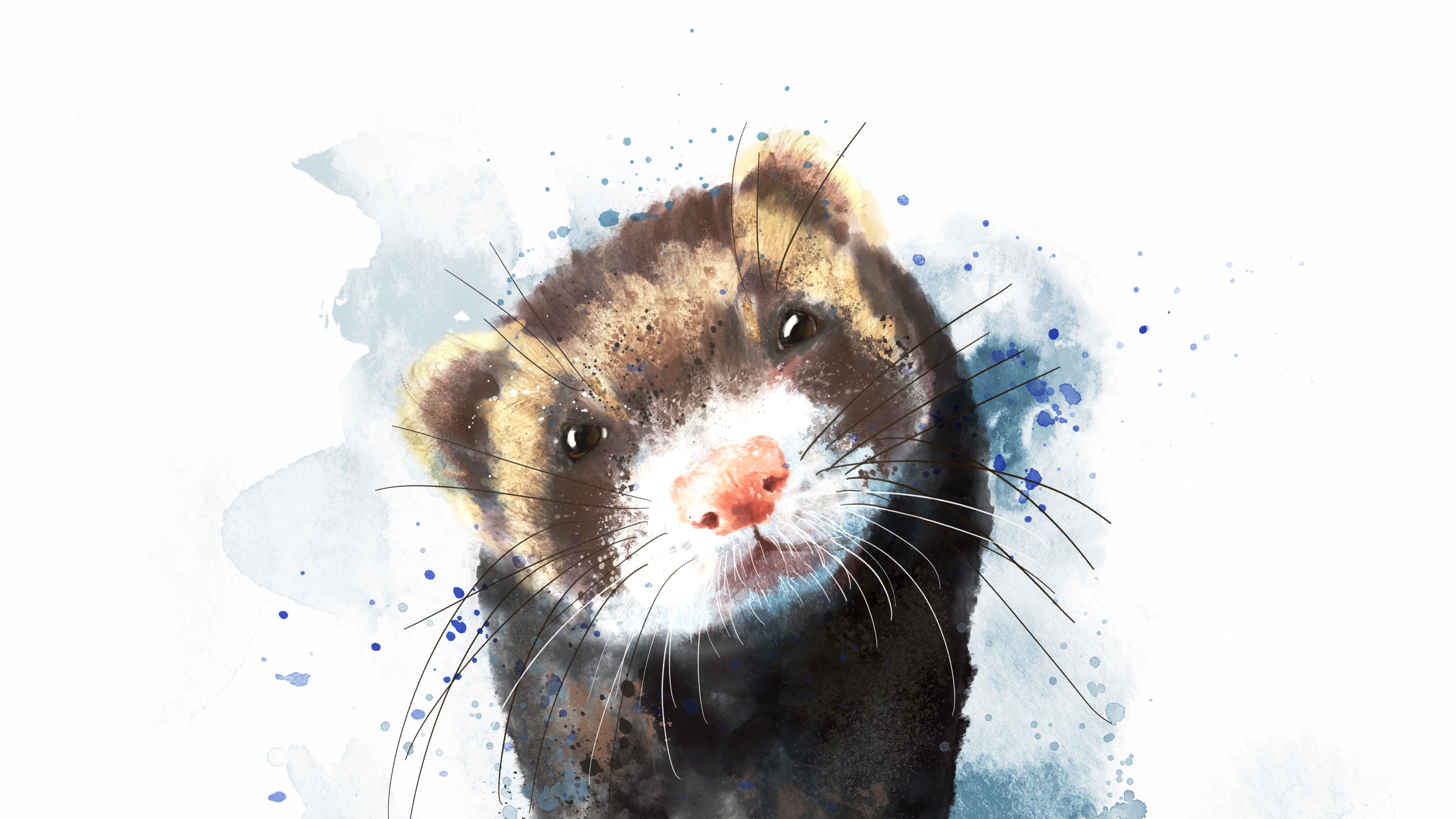 Brown ferret looking at viewer on blue background