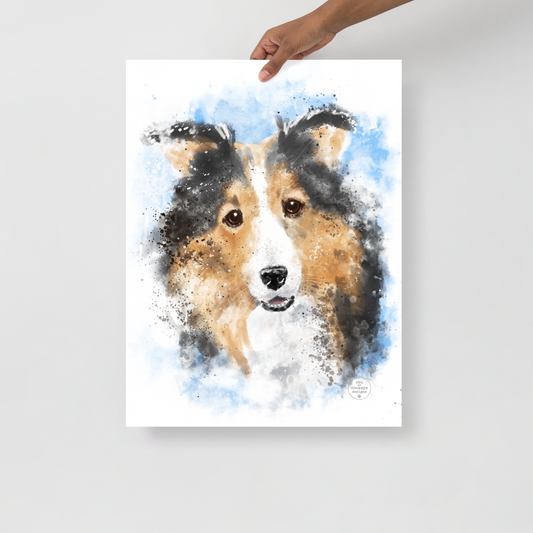 Sheltie Poster